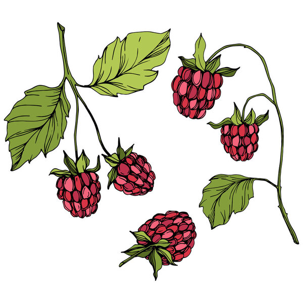 Vector Raspberry healthy food isolated. Red and green engraved ink art. Isolated berries illustration element.