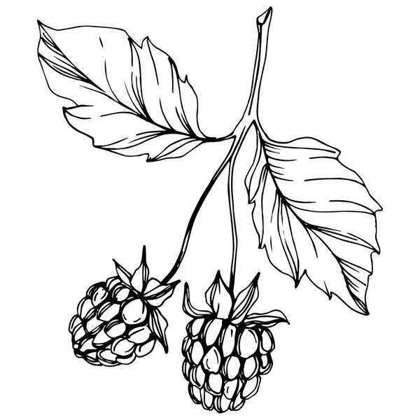 Векторная малина здоровой пищи изолированы. Черно-белый рисунок чернил. Изолированный элемент иллюстрации ягод
.