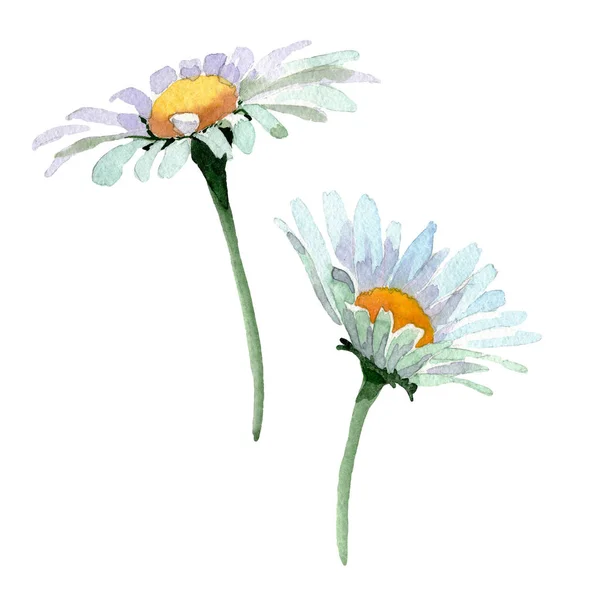 Stor vit kamomill blommiga botaniska blommor. Akvarell bakgrund set. Isolerad kamomill illustration element. — Stockfoto