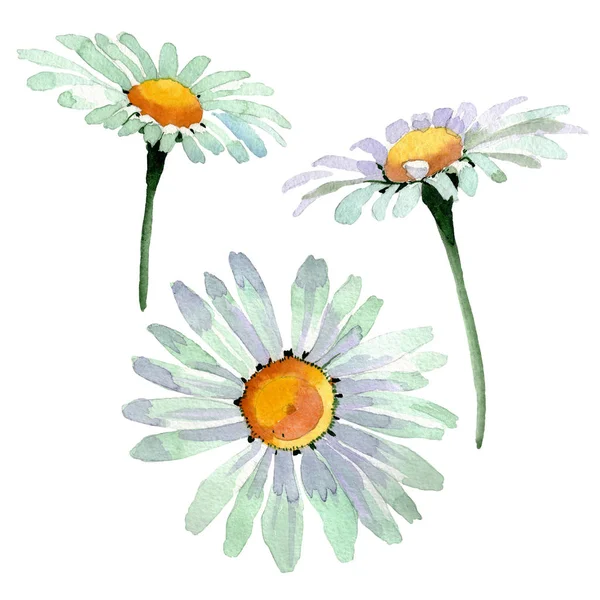 Grandes fleurs botaniques florales de camomille blanche. Ensemble de fond aquarelle. Élément d'illustration de camomille isolée . — Photo