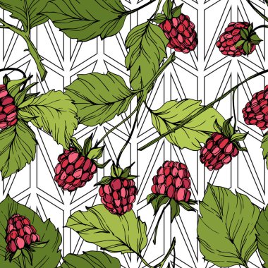 Vektör Ahududu sağlıklı gıda izole. Kırmızı ve yeşil kazınmış mürekkep sanatı. Kesintisiz arka plan deseni.