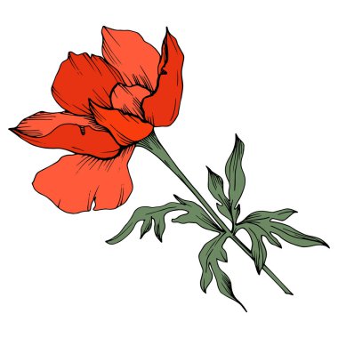 Vektör Kırmızı Anemon çiçek botanik çiçekler. Siyah ve beyaz oyulmuş mürekkep sanatı. İzole anemon illüstrasyon elemanı.