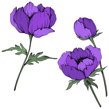 Vektör Mor Anemon çiçek botanik çiçekler. Siyah ve beyaz oyulmuş mürekkep sanatı. İzole anemon illüstrasyon elemanı.