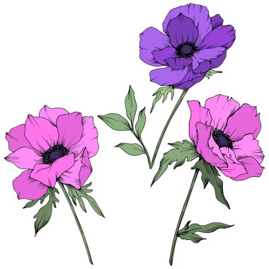 Vektör Anemone çiçek botanik çiçekler. Siyah ve beyaz oyulmuş mürekkep sanatı. İzole anemon illüstrasyon elemanı.