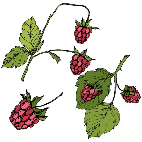病媒树莓健康食品分离。红色和绿色雕刻油墨艺术。分离浆果插图元件. — 图库矢量图片