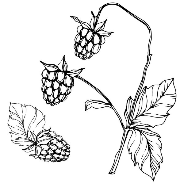 Векторная малина здоровой пищи изолированы. Черно-белый рисунок чернил. Изолированный элемент иллюстрации ягод
.