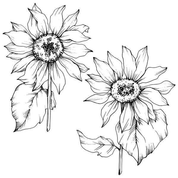 Vector Sunflower floral botanical flowers. Black and white engraved ink art. Isolated sunflower illustration element.