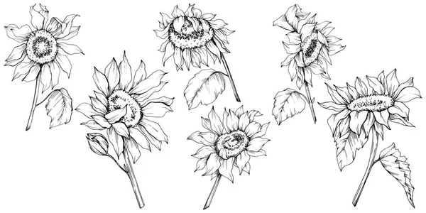 Vecteur Fleurs botaniques florales de tournesol. Encre gravée en noir et blanc. Élément d'illustration de tournesol isolé . — Image vectorielle