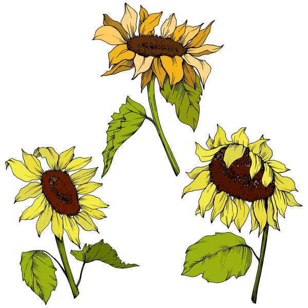 Vector Sunflower floral botanical flowers. Yellow and green engraved ink art. Isolated sunflower illustration element.