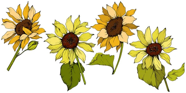 Vector Sunflower floral botanical flowers. Yellow and green engraved ink art. Isolated sunflower illustration element.