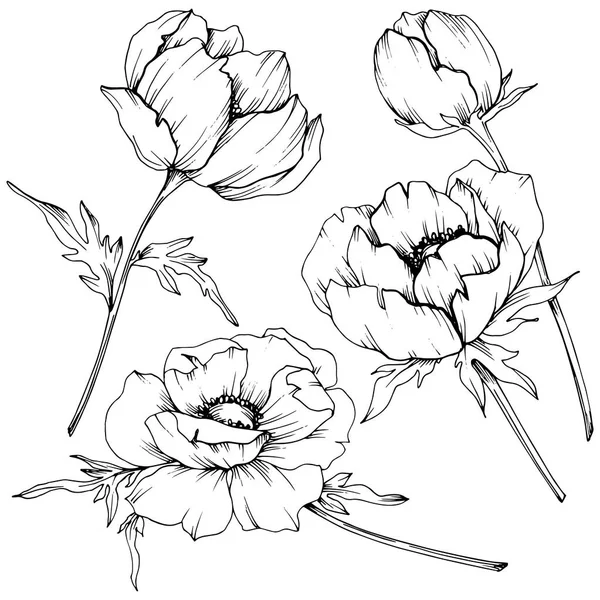 Vektor-Anemone Blumen botanischen Blumen. Schwarz-weiß gestochene Tuschekunst. Isoliertes Anemonenillustrationselement. — Stockvektor