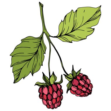 Vektör Ahududu sağlıklı gıda izole. Kırmızı ve yeşil kazınmış mürekkep sanatı. İzole çilek illüstrasyon elemanı.