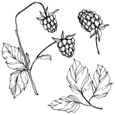 Vektör Ahududu sağlıklı gıda izole. Siyah ve beyaz oyulmuş mürekkep sanatı. İzole çilek illüstrasyon elemanı.