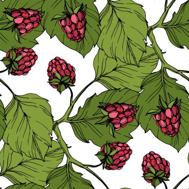 Vektör Ahududu sağlıklı gıda izole. Kırmızı ve yeşil kazınmış mürekkep sanatı. Kesintisiz arka plan deseni.