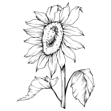 Vektör Ayçiçeği çiçek botanik çiçek. Siyah ve beyaz oyulmuş mürekkep sanatı. İzole ayçiçeği illüstrasyon elemanı.