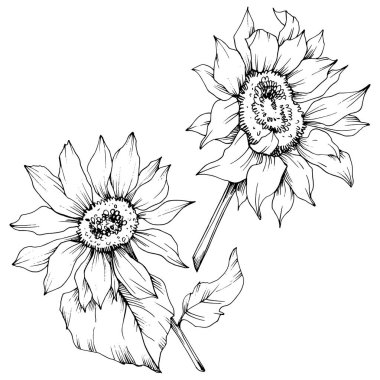 Vektör Ayçiçeği çiçek botanik çiçekler. Siyah ve beyaz oyulmuş mürekkep sanatı. İzole ayçiçeği illüstrasyon elemanı.