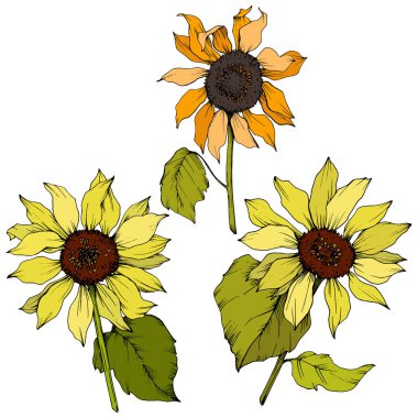 Vektör Ayçiçeği çiçek botanik çiçekler. Sarı ve yeşil oyulmuş mürekkep sanatı. İzole ayçiçeği illüstrasyon elemanı.