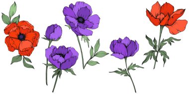 Vektör Anemone çiçek botanik çiçekler. Siyah ve beyaz oyulmuş mürekkep sanatı. İzole anemon illüstrasyon elemanı.
