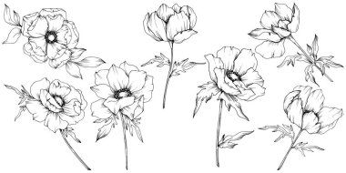 Vektör Anemone çiçek botanik çiçekler. Siyah ve beyaz oyulmuş mürekkep sanatı. İzole anemon illüstrasyon elemanı.