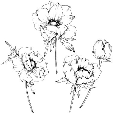 Vektör Anemone çiçek botanik çiçekler. Siyah ve beyaz oyulmuş mürekkep sanatı. İzole anemon illüstrasyon elemanı.