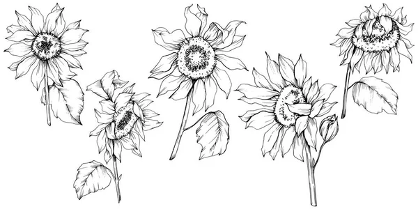 Векторные цветочные ботанические цветы подсолнечника. Черно-белый рисунок чернил. Изолированный элемент иллюстрации подсолнечника . — стоковый вектор