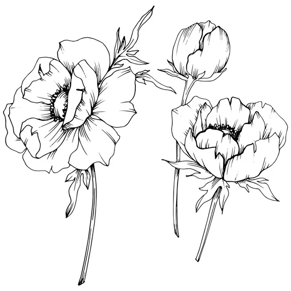 Vector Anemone Floral botanische bloemen. Zwart-wit gegraveerd Ink Art. Geïsoleerde Anemone illustratie element. — Stockvector