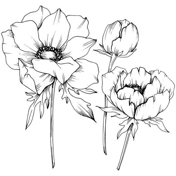 Vector Anemone floral botanical flowers. Black and white engraved ink art. Isolated anemone illustration element.