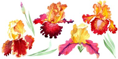 Kırmızı Bold karşılaşma iris çiçek botanik çiçekler. Suluboya arka plan seti. İzole iris illüstrasyon elemanı.