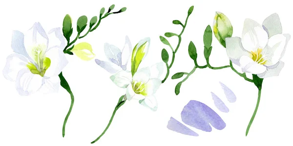 Vita fresia blommiga botaniska blommor. Akvarell bakgrund illustration set. Isolerat illustrationselement för freesia. — Stockfoto