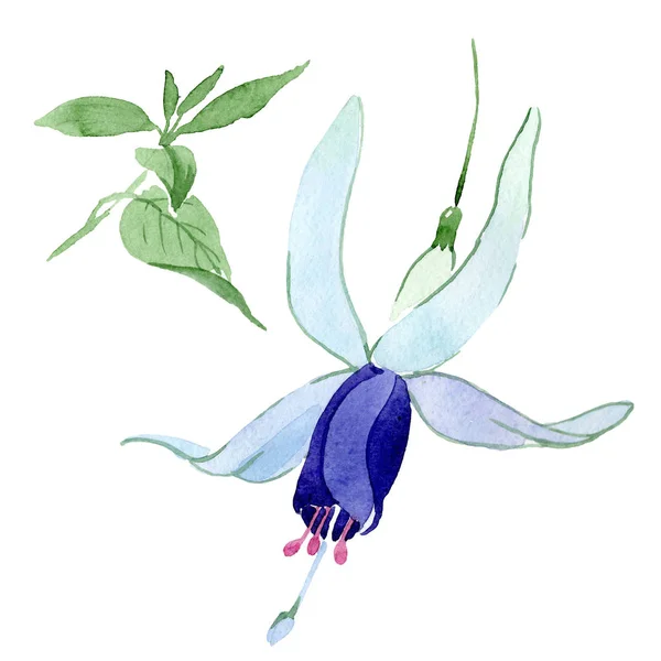 Niebieski fuksja kwiatowe kwiaty botaniczne. Akwarela zestaw ilustracji tła. Element na białym tle fuksji. — Zdjęcie stockowe