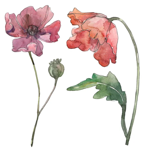Röd och lila vallmo blommiga botaniska blommor. Akvarell bakgrund set. Isolerade vallmo illustration element. — Stockfoto