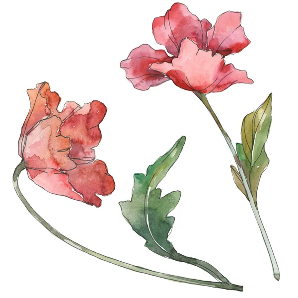 Fiori botanici floreali di papavero rosso. Set sfondo acquerello. Elemento di illustrazione papaveri isolati . — Foto Stock