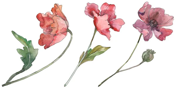 Κόκκινα και μωβ παπαρούνα λουλούδια λουλουδιών. Σετ φόντου για υδατογραφήματα. Μεμονωμένο στοιχείο απεικόνισης παπαρούνας. — Φωτογραφία Αρχείου