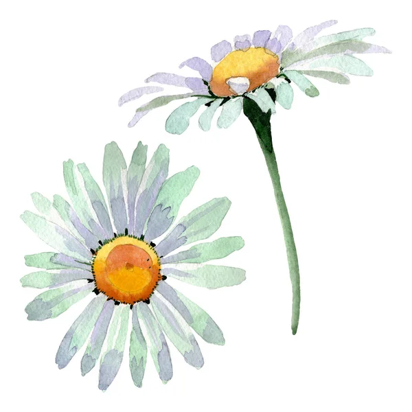 Μεγάλα λευκά λουλουδάκια χαμομηλιού. Σετ φόντου για υδατογραφήματα. Μεμονωμένο στοιχείο απεικόνισης χαμομηλιού. — Φωτογραφία Αρχείου
