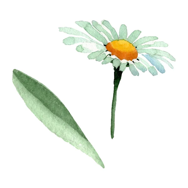 큰 흰색 카모마일 꽃 식물 꽃입니다. 수채화 배경 세트입니다. 고립 된 카모마일 일러스트 요소. — 스톡 사진