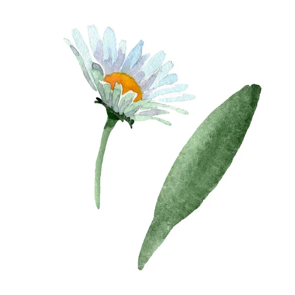 大白洋甘菊花卉植物花。水彩背景集。孤立的甘菊插图元素. — 图库照片