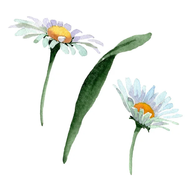 Big white romomile floral botanical flowers. Акварельный набор фона. Изолированный ромашковый иллюстрационный элемент . — стоковое фото