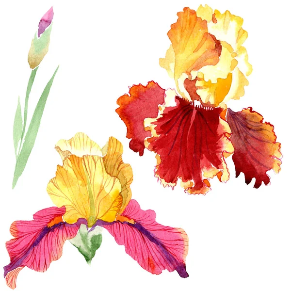 Röd fet möter Iris blommor botaniska blommor. Akvarell bakgrund set. Isolerad Iris illustration element. — Stockfoto