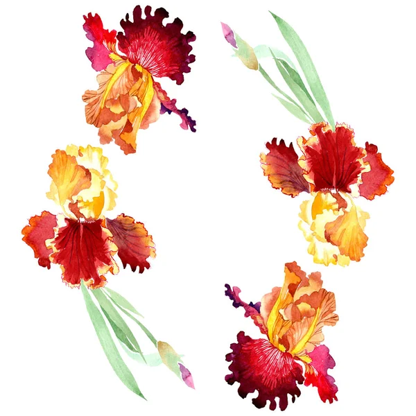Red Bold incontro iris fiori botanici floreali. Acquerello sfondo illustrazione set. Quadrato ornamento bordo cornice . — Foto Stock