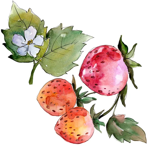 Fraise alimentation saine. Ensemble d'illustration de fond aquarelle. Élément d'illustration de baies isolé . — Photo