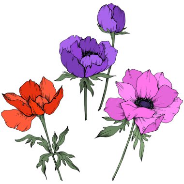 Vektör Anemone çiçek botanik çiçekler. Siyah ve beyaz oyulmuş mürekkep sanatı. İzole anemon illüstrasyon elemanı.