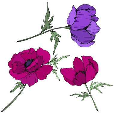 Vektör Anemone çiçek botanik çiçekler. Siyah ve beyaz oyulmuş mürekkep sanatı. İzole anemon illüstrasyon elemanı.