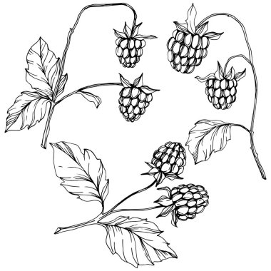 Vektör Ahududu sağlıklı gıda izole. Siyah ve beyaz oyulmuş mürekkep sanatı. İzole çilek illüstrasyon elemanı.