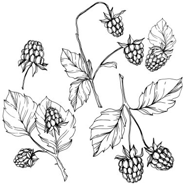 Vektör Ahududu sağlıklı gıda izole. Siyah ve beyaz oyulmuş mürekkep sanatı. İzole çilek illüstrasyon elemanı.