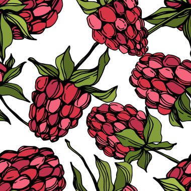 Vektör Ahududu sağlıklı gıda izole. Kırmızı ve yeşil kazınmış mürekkep sanatı. Kesintisiz arka plan deseni.