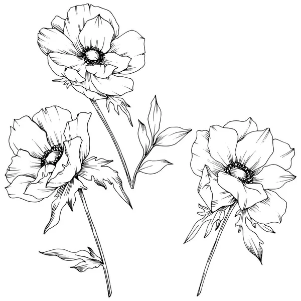 Vector Anemone flores botánicas florales. Tinta grabada en blanco y negro. Elemento de ilustración de anémona aislada . — Vector de stock