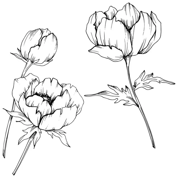 벡터 말미잘 꽃 식물 꽃. 흑백 잉크 아트가 새겨져 있습니다. 절연 말미잘 일러스트 요소. — 스톡 벡터
