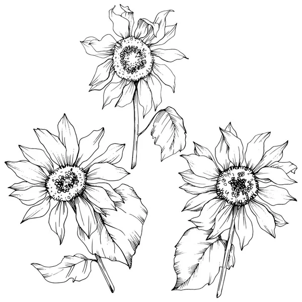 Vector Sunflower floral botanical flowers. Black and white engraved ink art. Isolated sunflower illustration element.