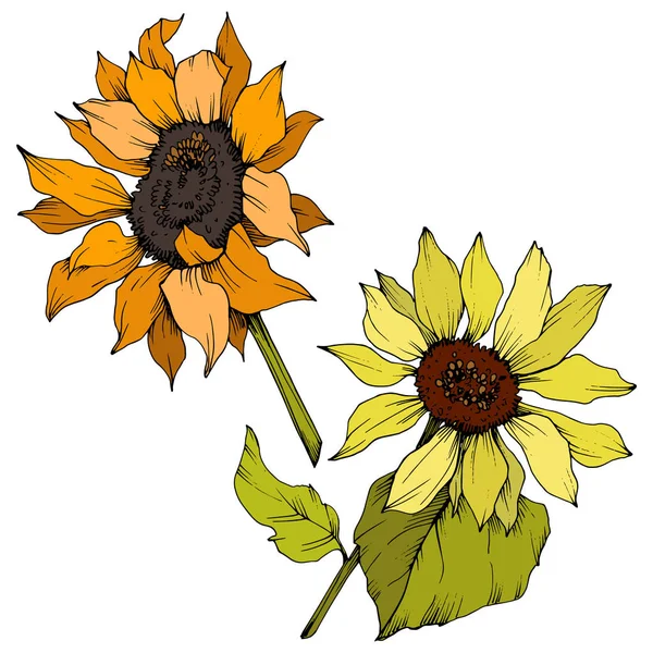 Vector Sunflower floral botanical flowers. Yellow and green engraved ink art. Isolated sunflower illustration element.