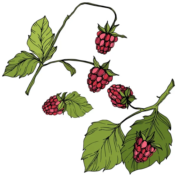 Vektor Raspberry makanan sehat terisolasi. Seni tinta berwarna merah dan hijau. Unsur ilustrasi buah yang terisolasi . - Stok Vektor